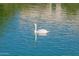 Swan gracefully swimming in the calm, reflective canal at 10116 W Bolivar Dr, Sun City, AZ 85351