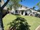 Large green backyard with mature tree providing ample shade and a covered patio area attached to the house at 3533 E Harwell Rd, Gilbert, AZ 85234