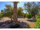 Lush backyard with desert landscaping, various trees, and well-maintained plants at 19824 N Valencia Ct, Surprise, AZ 85374