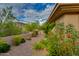 Paver walkway showcases lush landscaping with roses, bushes, and desert flora at 24548 N 121St Pl, Scottsdale, AZ 85255