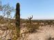 A desert view showcasing a saguaro cactus under a clear, blue sky at 27575 N Dolores Pl, San Tan Valley, AZ 85144