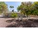 Relaxing backyard featuring mature citrus trees, lounge chairs, and a serene outdoor space at 11830 S Paiute St, Phoenix, AZ 85044