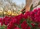 Close-up of vibrant pink flowers in front of the home with a warm sunset in the background at 3912 E Williams Dr, Phoenix, AZ 85050