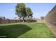 Expansive backyard with lush green grass, mature tree, and block wall, ideal for outdoor activities and relaxation at 1447 S Portland Ave, Gilbert, AZ 85296