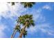 Looking up at tall palm trees against a beautiful blue sky at 4901 S Calle Los Cerros Dr # 264, Tempe, AZ 85282