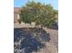 View of a home's yard with a lush orange tree full of fruit and gravel ground cover at 904 Leisure World --, Mesa, AZ 85206