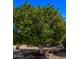 Yard view featuring a bountiful citrus tree with many ripe oranges at 10609 W Concho Cir, Sun City, AZ 85373