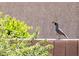 A curious quail perches atop a brick wall near lush green foliage, adding to the natural charm at 16416 W Rock Springs Ln, Surprise, AZ 85374