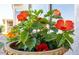 Close-up of a vibrant potted plant with bright red flowers and lush green leaves, adding a pop of color at 16416 W Rock Springs Ln, Surprise, AZ 85374