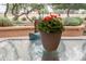 A vibrant potted plant adds a touch of color to the outdoor patio space at 17553 N Thornberry Dr, Surprise, AZ 85374