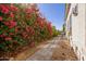 Lush, flowering bushes and trees line the paved walkway connecting the front and back yards at 4191 S Emerald Dr, Chandler, AZ 85249