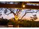 Backyard string lights illuminate mature trees and shrubbery at dusk, adding a charming ambiance to the outdoor space at 18919 W Verde Ln, Litchfield Park, AZ 85340