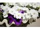 A closeup of an outdoor flower pot filled with seasonal white and purple petunias at 16464 W Una Noche Ct, Surprise, AZ 85374