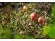 Image of pomegranates on a tree, complementing the home's beautiful desert garden at 16464 W Una Noche Ct, Surprise, AZ 85374