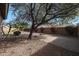 Landscaped backyard featuring desert landscaping and mature trees at 18457 W Ivy Ln, Surprise, AZ 85388