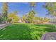 Sprawling backyard with mature trees, lush grass, and a view of the covered patio at 6576 W Lone Cactus Dr, Glendale, AZ 85308