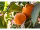 Close up of fresh oranges on the tree showing a bright and sunny day at 1435 Leisure World --, Mesa, AZ 85206