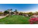 View of the lush backyard featuring a sprawling lawn, mature trees, desert landscaping, and beautiful sunset skies at 10541 E Windrose Dr, Scottsdale, AZ 85259
