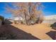 Expansive backyard with a large tree and plenty of open space at 2320 E Harvard St, Phoenix, AZ 85006