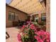 Charming back patio with a canopy, string lights, and beautiful flower pots at 3212 E Constance Way, Phoenix, AZ 85042