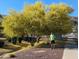 Desert landscaped yard featuring a mature yellow Palo Verde tree, and a walking path at 3212 E Constance Way, Phoenix, AZ 85042