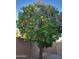 A lush citrus tree filled with ripe fruit in a well-maintained backyard at 9196 E Evans Dr, Scottsdale, AZ 85260