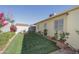 A beautiful backyard featuring artificial grass, flowering bushes, a block wall, and a storage shed at 4428 W Mission Ln, Glendale, AZ 85302