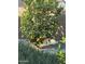 Landscaping with a lemon tree, decorative rock, and shrubs at 141 W Jamaica Pl, Casa Grande, AZ 85122
