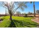 Lush backyard with mature trees and green lawn at 12439 W Monte Vista Rd, Avondale, AZ 85392