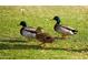 Picture of three ducks in a park at 3744 E Sierra Madre Ave, Gilbert, AZ 85296