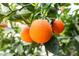 Close up of a bountiful orange tree with ripe fruit, showcasing the lush backyard at 827 W Kesler Ln, Chandler, AZ 85225