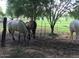 Pasture with horses grazing, showcasing the property's equestrian potential at 17335 W Cheryl Dr, Waddell, AZ 85355