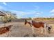 Outdoor pen with a horse, calf, and goat; features a shed and ample space for livestock at 38024 N 15Th Ave, Phoenix, AZ 85086