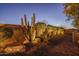 Lush desert landscaping featuring a variety of cacti, succulents, and mature trees at 43805 N Ericson Ln, New River, AZ 85087