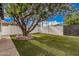 Backyard featuring manicured turf, framed by a mature shade tree and privacy fence at 6926 E Moreland St, Scottsdale, AZ 85257