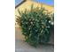 Lush landscaping featuring a vibrant Trumpet Bush, adding natural beauty and curb appeal at 1646 N Channing --, Mesa, AZ 85207
