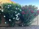 Vibrant oleander bushes in white and red create an attractive landscape feature near the wall at 1646 N Channing --, Mesa, AZ 85207