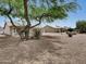 Expansive backyard showcasing desert landscaping with mature trees, gravel and covered patios of the home at 9437 E Champagne Dr, Sun Lakes, AZ 85248