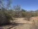 Backyard scene showing a large lot and native trees at 6528 N Hillside Dr, Paradise Valley, AZ 85253