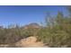 Backyard view overlooking native trees and Mummy Mountain at 6528 N Hillside Dr, Paradise Valley, AZ 85253