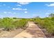 Community walking path surrounded by native landscaping, beautiful blue sky and scattered cumulus clouds at 12924 W Caraveo Pl, Peoria, AZ 85383