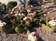 Succulent cactus garden showing off its bright white blooms, adding beauty to the desert landscape at 42047 N Moss Springs Rd, Anthem, AZ 85086
