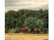 Tranquil pastoral view with horses grazing in a lush green field under a cloudy sky at 5078 E Rolling Ridge Rd, San Tan Valley, AZ 85140