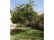 Lush orange tree in a well-maintained backyard, offering shade and fresh fruit at 750 S Cholla St, Gilbert, AZ 85233
