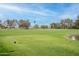 Picturesque golf course view with lush green grass, mature trees, and a serene pond in the background at 805 S 82Nd Pl, Mesa, AZ 85208