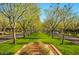 Trees create a green canopy over a charming neighborhood street at 4695 N 204Th Ave, Buckeye, AZ 85396