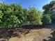 Inviting yard with citrus trees, offering potential for fresh fruit and a touch of natural beauty at 2025 S Val Vista Dr, Gilbert, AZ 85295