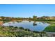 Scenic community pond with grassy areas, seating, and mature trees creating a tranquil outdoor space at 1464 E Aris Dr, Gilbert, AZ 85298