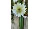 Close up of a beautiful white cactus flower at 2630 W Javelina Ave, Mesa, AZ 85202