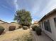 Landscaped backyard with privacy fence, desert landscaping, and mature trees at 2146 E Aloe Pl, Chandler, AZ 85286